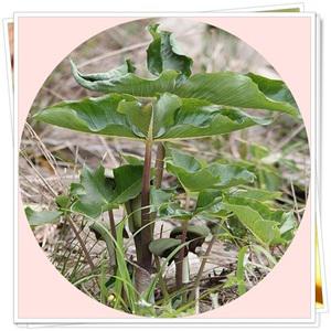 큰천남성/15cm포트묘/꽃화분/야생화/취미/화단