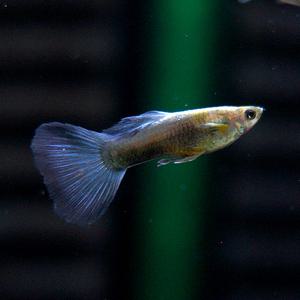 블루 네온구피 5마리