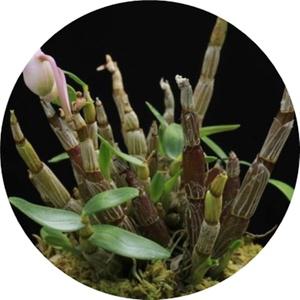 석곡 /석곡란/Dendrobium moniliforne /착생란/ 석부작/ 목부작
