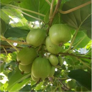 다래나무(슈퍼왕다래)4치포트_2개묶음/유실수/묘목/A0142