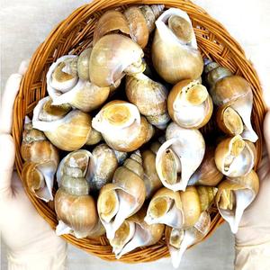 골뱅이 생골뱅이탕 생물 백골뱅이 자연산 백고동은 1kg소 40미내외