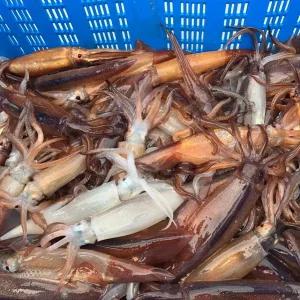 원양산 급냉 통찜오징어 500g 1kg 제철 별미 숙회 라면 요리 재료 술안주