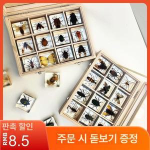 장수풍뎅이 표본상자 곤충박제 매미 표본 사슴벌레