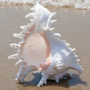 수조 어항 쉘 소라껍데기 소손 꾸미기 대형 길이 소품 바다