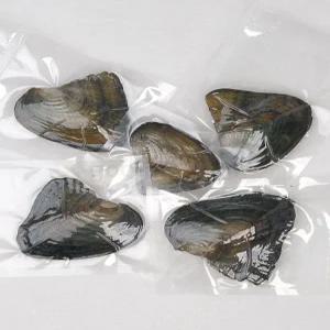 진주캐기 체험 키트 DIY 조개 진주 발굴 껍질