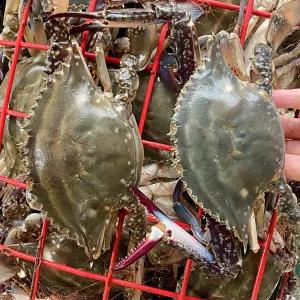 제철 가을 서해안 태안 활 꽃게 암수혼합 암꽃게 숫꽃게 1kg