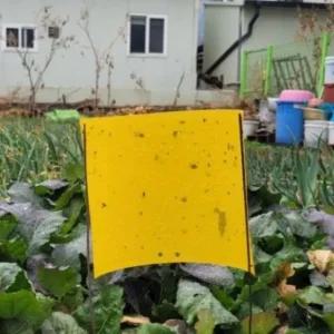 찐득이테이프 날파리 5p 벌레끈끈이 (WFG5TDE)