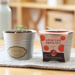 식물인테리어 선반 창가 장식 방울토마토 화분 세트 미니화분
