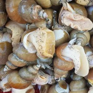 동해안 제철 활 백고동 백 골뱅이 1kg 대