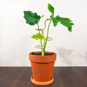 구심 3PCS 실내 식물 지원 - 몬스테라 플라워 & 허브를 위한 내구성 있는 금속 정원 스테이크 및 실외 식물을 12.6인치 트렐리스 사용하기 쉬운 지지 구조