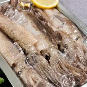 [해동찬가] 국내산 냉동 미니 오징어 1kg (8미~16미)
