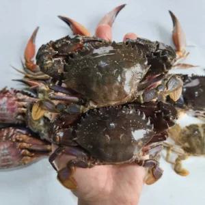 국내산 돌게 박하지 민꽃게 벌떡게 게장용 돌게 돌게장 무침 1kg