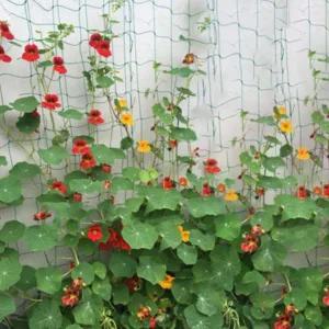 [콩심팥심]호박넝쿨망 과수 오이 일정한간격 성장도움 식물그물망 1.8m