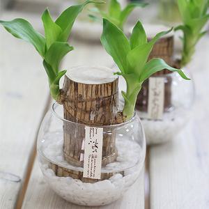 [가꾸지오] 행운목/개운죽 2P세트: 식물+유리화기+돌 / 인테리어