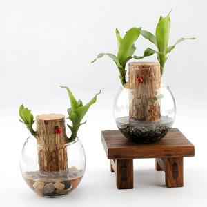 [가꾸지오] 공기정화 수경식물 샤베트행운목 24종