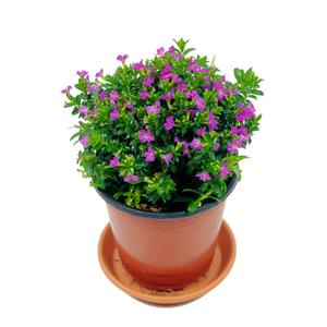 공기정화 식물 허브 키우기 구피아 10cm