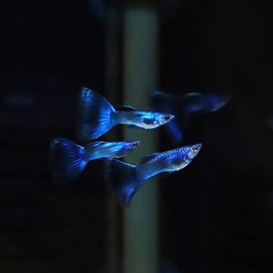 [힘찬열대어] 일렉트릭 모스크 블루 EMB 구피 1쌍