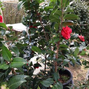 동백나무 묘목 4년 6년생 개화주 (분묘) 겹동백꽃