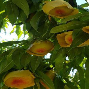 복숭아나무묘목 백도복숭아 접목1년생 원백도 올유명 마도카 대옥계 경봉 천중도 아부백도 유명 접목1년생