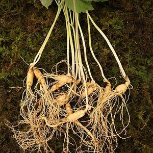 찐또배기 5-6년근 산양산삼 25-50뿌리