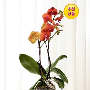 호접란 오렌지 단품 / 팔레놉시스 호접난 서양난 키우기 실내화분 개업축하화분 꽃선물