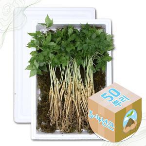 [굿소일] 강원도 어린 새싹삼 산양삼 3-4년근 50주