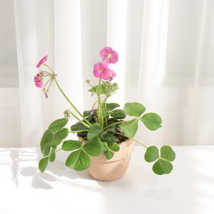 갑조네 땅콩사랑초