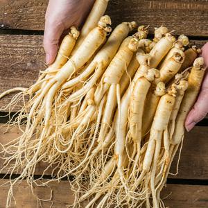 금산 인삼 세척 삼계용 수삼(중) 한채 750g 삼계삼 백숙삼 수삼 진공포장 씻은 삼 세트 선물 국산 국내산