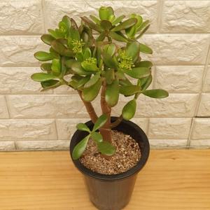 염좌 - 꽃피는염자15