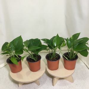 [소나무길] (4개묶음) 싱그러운 스킨 답서스 소형 099 화원 농원