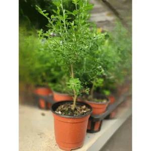 애니시다 외목대 소품 레몬 향기나는나무 공기정화 반려식물 플랜트 A02