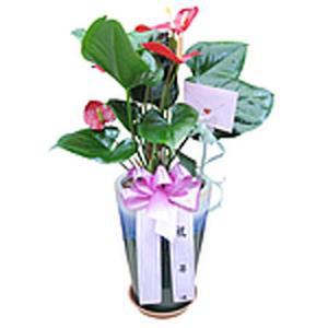 [MENPYZYE_52FE]안시리움 개업 꽃배달 2