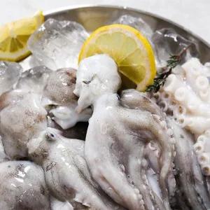 귀한 생물 활 주꾸미 1kg 10미내외