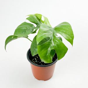 글라스가든 히메 몬스테라 희귀식물 델리시오사 소품 실내공기정화 델리치오사 수경재배식물