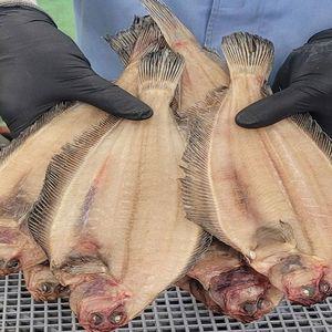 국내산 손질 반건조 가자미 10미