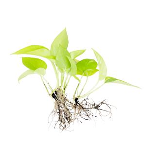 글라스가든 뿌리 세척 야광 형광 스킨답서스 모종 관엽식물 수경재배 수생 식중 실내공기정화식물 3뿌리