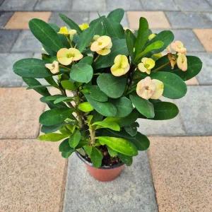 노랑 꽃기린 대왕꽃기린 중소품 다육이 선인장