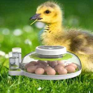 노케이 부화기 닭 알 오리 계란 부화용 농장 체험