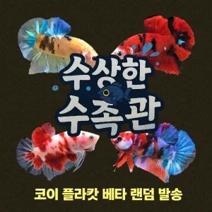 [수상한수족관] [플라캇베타 ] 코이 플라캇 하프문 수컷 베타 / 1마리 / 랜덤발송