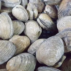 활 대합조개 1kg