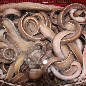 싱싱한 통영 꼼장어 1kg 8-12미 생꼼장어 손질 꼼장어 생물 꼼장어 택배 통영 곰장어 통영 산꼼장어 먹장어