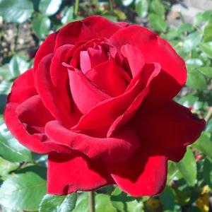 사계 장미 망화분 덩굴장미 줄장미 향기나는 꽃