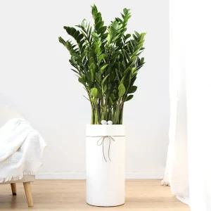 금전수 공기정화식물 개업축하화분 집들이화분 전국꽃배달 