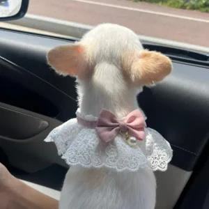 [골드스마일]S 핑크 강아지 고양이 레이스 리본 목카라 스카프 넥