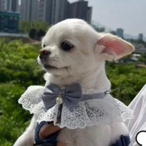 [골드스마일]S 블루 강아지 고양이 레이스 리본 목카라 스카프 넥