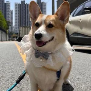 [골드스마일]M 블루 강아지 고양이 레이스 리본 목카라 스카프 넥