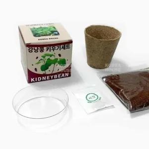 강낭콩 씨앗 재배 텃밭 가드닝 식물 할로윈 파티 소품 (WFKMZSA)