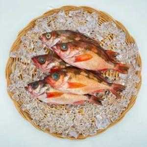 VDG 독도산 프리미엄 특대 볼락 1kg 4-5미냉동 생선 산볼락