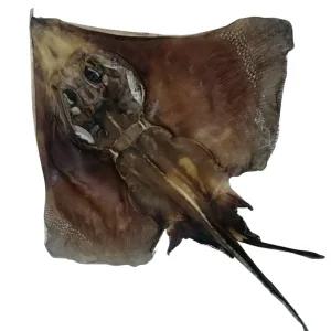 [부산자갈치시장 자갈치맘] 건가오리 1미(온마리 왕특대 크기).