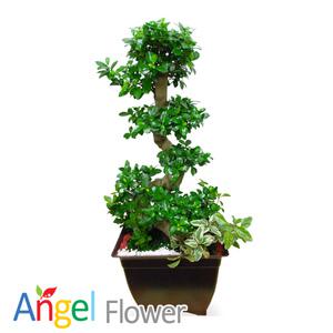 가지마루분재 개업화분 당일꽃배달